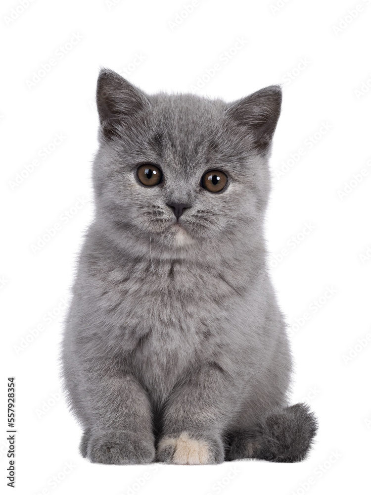 Adorable blue tortie British Shorthair cat kitten, sitting facing front. Looking towards camera with round brown eyes. Isolated cutout on transparent background.