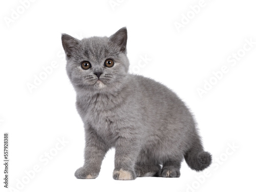 Adorable blue tortie British Shorthair cat kitten, standing side ways. Looking towards camera with round brown eyes. Isolated cutout on transparent background. photo