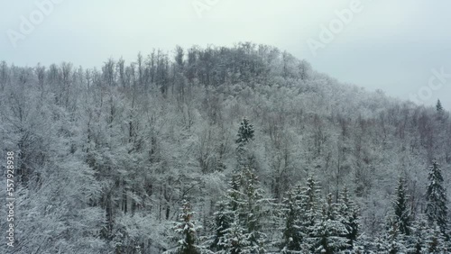 Aerial shot of a forest with snow covered trees on a hill in winter ,in slovenia