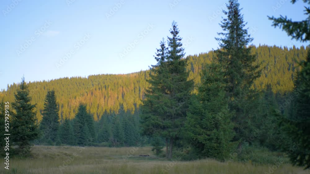 Green Forest During Summer Time Green Forest During Summer Time