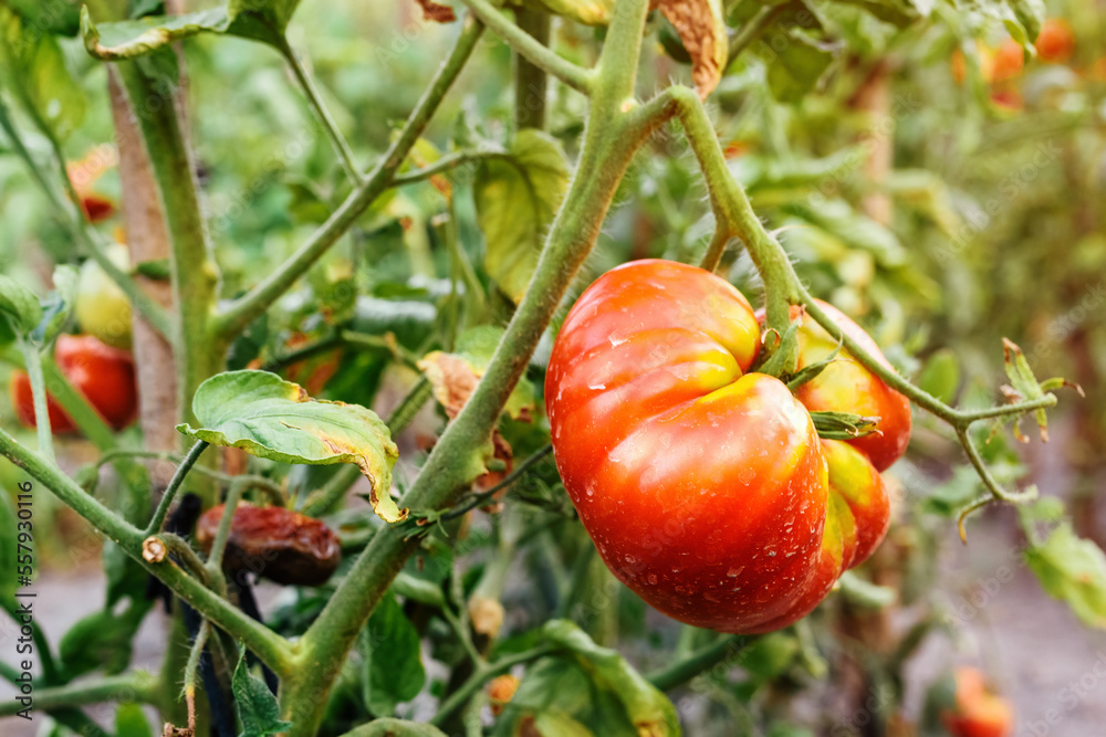 Ripe homegrown tomato fruit plants in cultivated organic garden