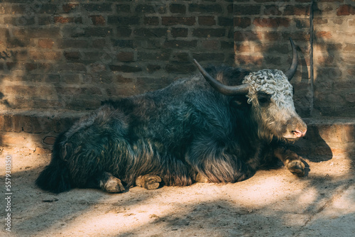 Domestic yak (Bos grunniens), also known as tartary ox in zoo