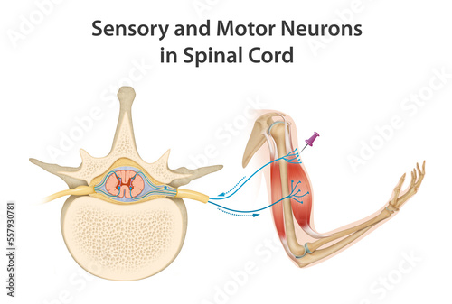 Sensory and Motor Neurons in Spinal Cord photo