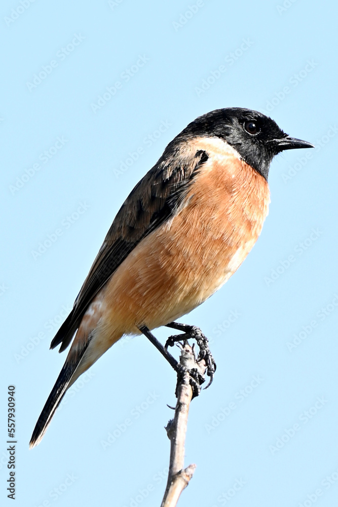 closeup the small brown black wagtail birds sitting and holding on tree branch soft focus natural sky background. closeup the small brown black wagtail birds sitting and holding on tree branch soft focus natural sky background.