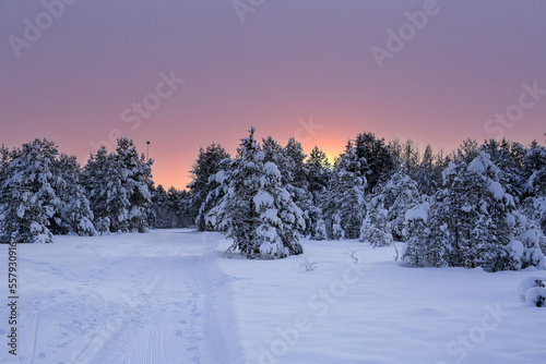 Sunset in the snowy forest © liramaigums