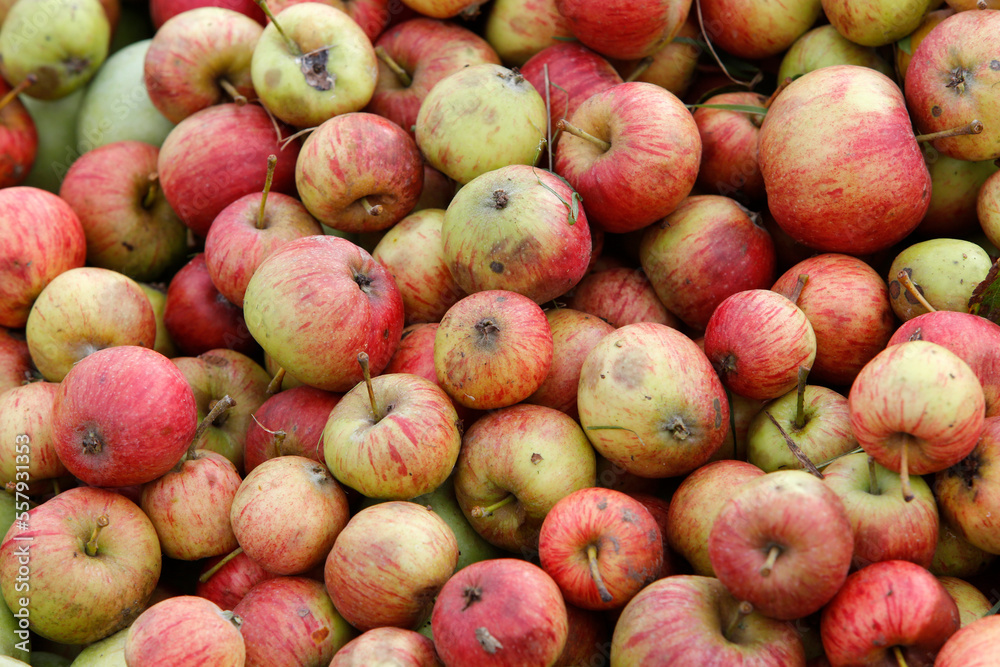 Cider apples Cider apples
