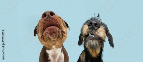 Banner funny close-up two dogs nose. Isolated on blue pastel background photo