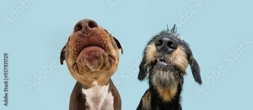 Photography Banner funny close-up two dogs nose