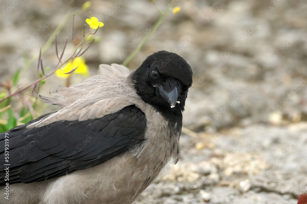 Obraz premium The gray crow turned its head and stares intently. Close-up. Selective sharpness.