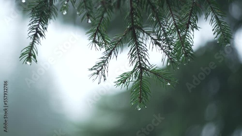 Close-up of a pine branch in the forest after rain. Background video of the landscape of nature in the mountains. High quality 4k footage