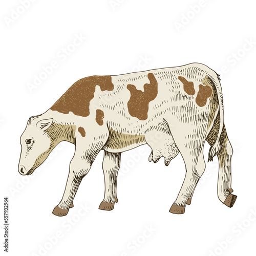 Hand drawn calf, isolated on a white background