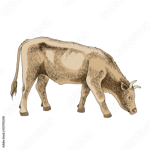 Hand drawn cow, isolated on a white background
