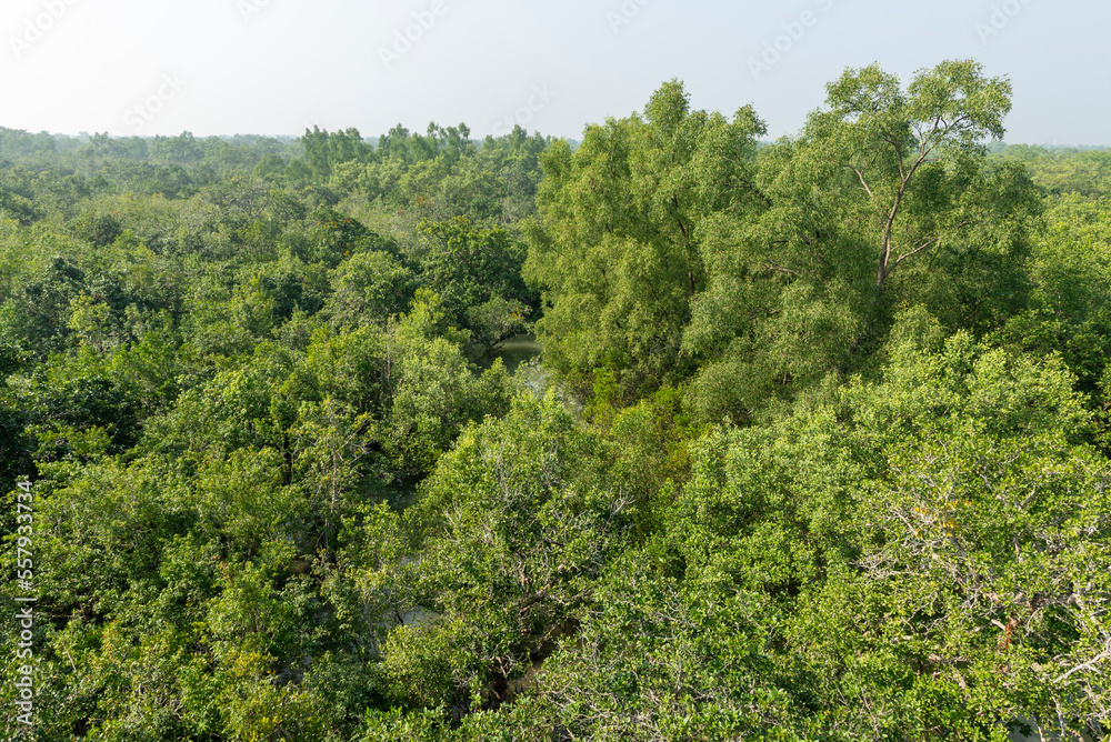 The mangrove forests