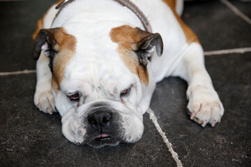 Leinwandbilder Französische Bulldogge Englische Bulldogge im Studio  © Julian