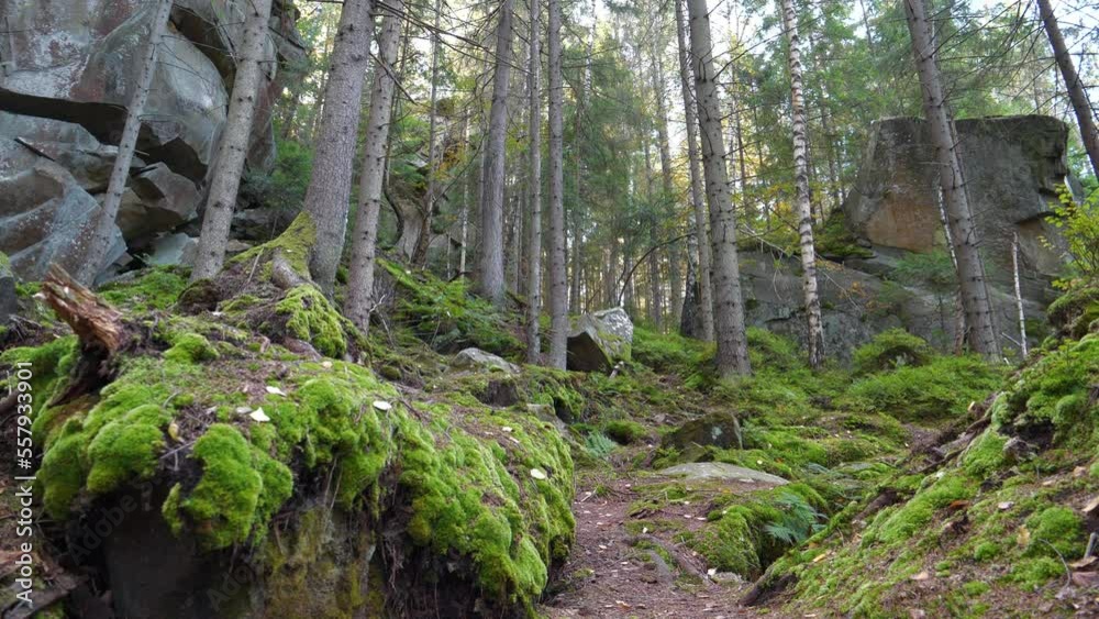 Wild forest and unexplored places where no man has gone before, stone rocks in the thick of the wood, green moss covered ground, mysterious territory Wild forest and unexplored places where no man has gone before, stone rocks in the thick of the wood, green moss covered ground, mysterious territory