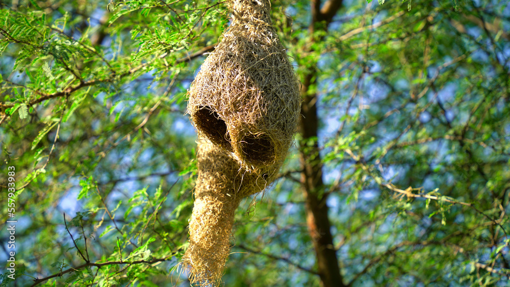 Wildlife - Weaver Birds Nest on Bamboo Tree in Nature Outdoor. Baya weaver with nest Wildlife - Weaver Birds Nest on Bamboo Tree in Nature Outdoor. Baya weaver with nest