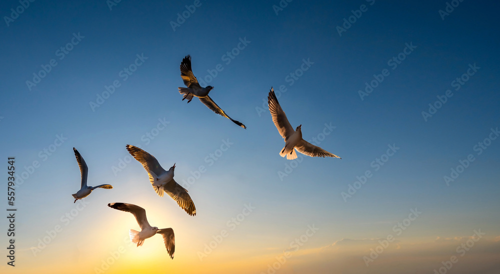 Fototapeta premium Seagull flying in clear sky at summer day. seagull flying among the clouds with sunlight.Minimal and Copy space.