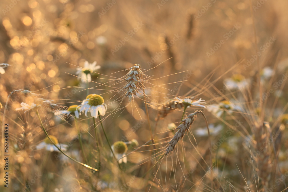 Zboże polskie dojrzewające w złotym słońcu. Pole żyta i rumianku. Łan zboża Fields of corn