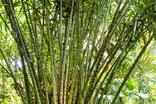 Tiges tr  s   pineuses du Salak  petit palmier tropical  donnant des fruits    chair douce et acidul  e.