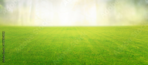 Beautiful summer natural landscape with lawn with cut fresh grass in early morning with light fog. Panoramic spring background.