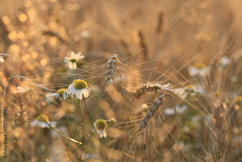 Obraz na płótnie Zboże polskie dojrzewające w złotym słońcu. Pole żyta i rumianku. Łan zboża Fields of corn w salonie