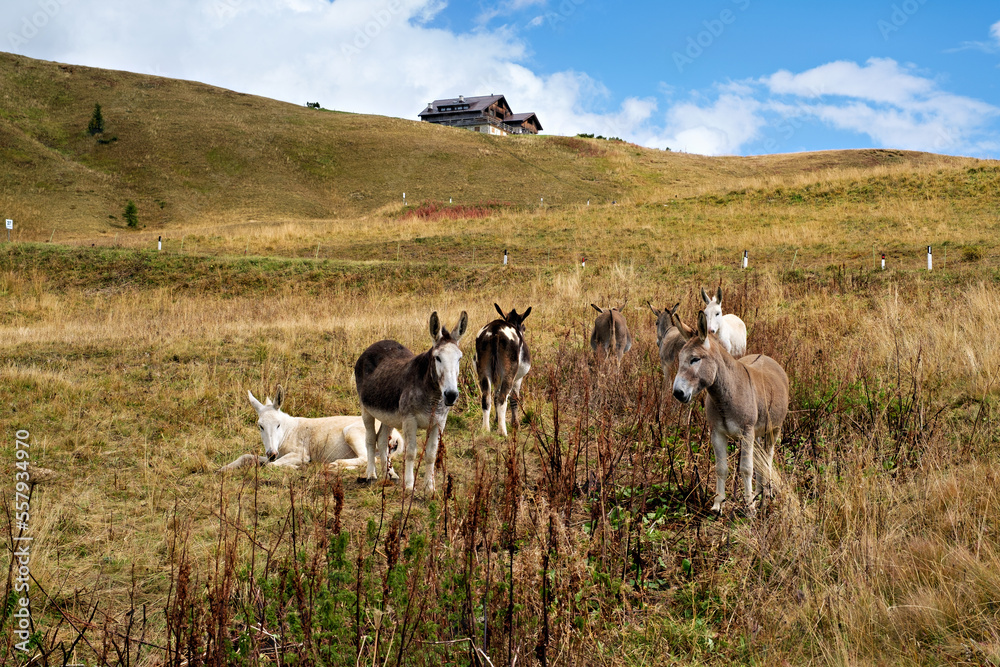 Donkey in the wonderful landscape of the Dolomites mountains, South Tyrol, Italy