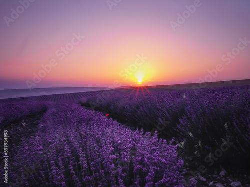 Beautiful lavender field on a sunrise. Magic beauty of landscape © dely.rie