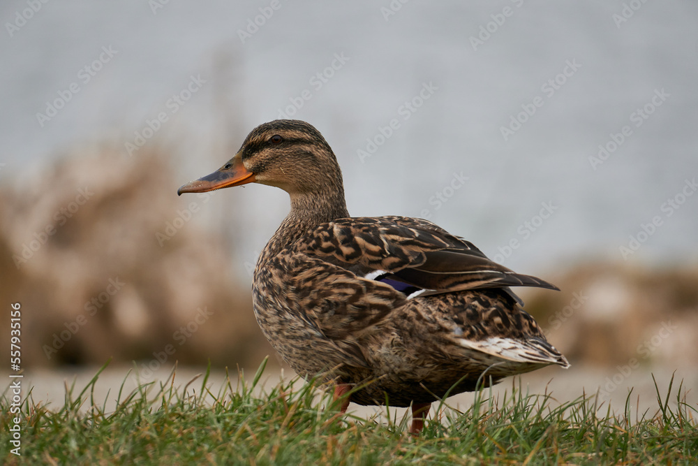 Stockente-weiblich, Anas platyrhynchos Stockente-weiblich, Anas platyrhynchos