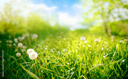 Beautiful close-up image of fresh green grass with ripe dandelions in natural meadow on warm summer morning with blurred background.
