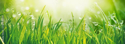Panel kuchenny z motywem Original beautiful background image in banner format of juicy freshgrass with dew drops illuminated by morning sun in nature.