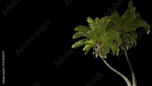 Coconut palms on the coast