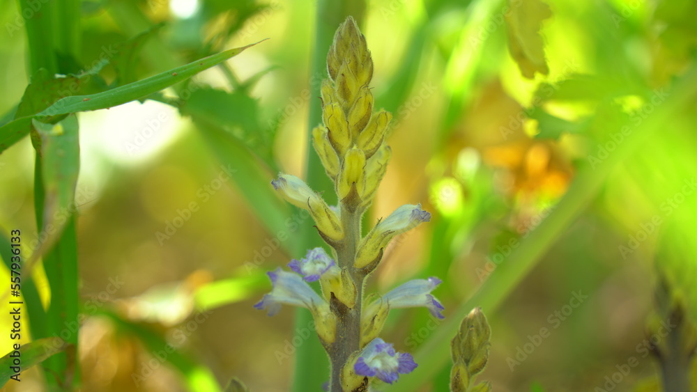 Fototapeta premium A plant is a parasite orobanche on white cabbage. Great indian christmas tree.