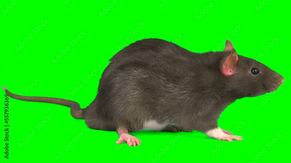 rat on green screen background rat on green screen background