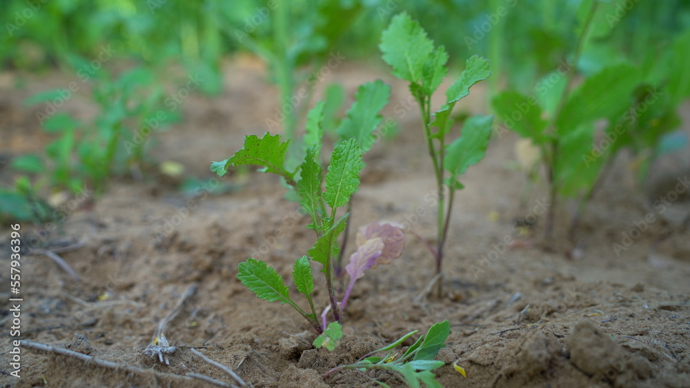 leaf mustard greens grow at vegetable garden leaf mustard greens grow at vegetable garden