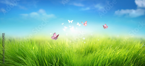 Young green juicy grass and fluttering butterflies in nature against blue spring sky with white clouds. Spring nature panorama. © Laura Pashkevich