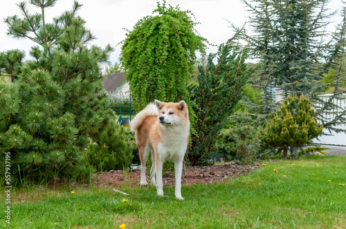 Fotótapéta akita inu dans un jardin !