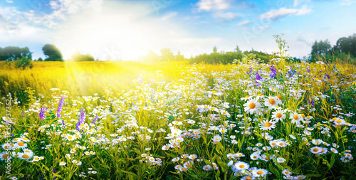 A beautiful, sun-drenched spring summer meadow. Natural colorful panoramic landscape with many wild flowers of daisies against blue sky. A frame with soft selective focus.
