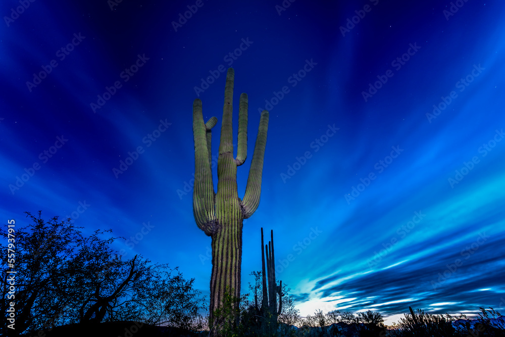 Arizona Desert