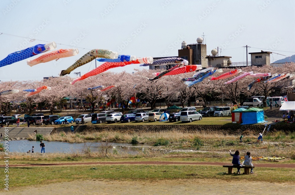 Fototapeta premium Colorful Japanese Koinobori Flags (traditional carp-fish windsocks) fly under sunny sky and people enjoy their time under cherry blossom trees (Sakura) in a park by Ai-Kawa River, Tarui, Gifu, Japan