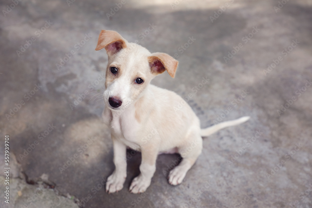 Portrait of Indian puppy dog posing to camera	
