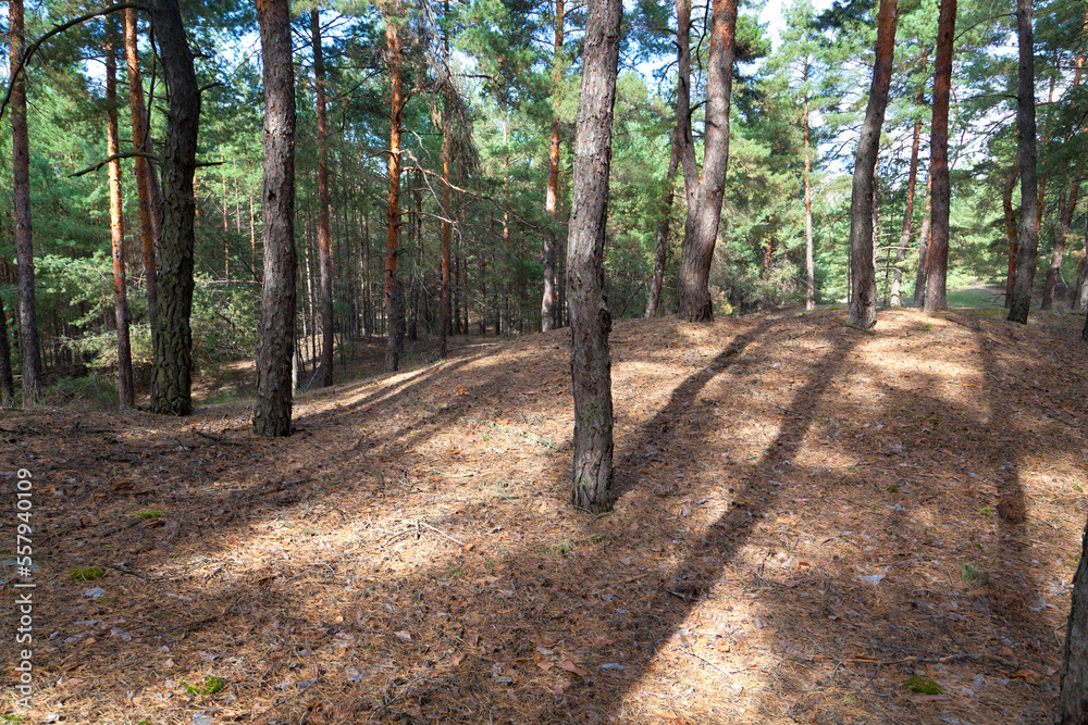 Pine tree wood on a sunny summer day, pine tree cones and peaces of bark on the forest floor, shadows of tree trunks.Happy peaceful Ukraine. Pine tree wood on a sunny summer day, pine tree cones and peaces of bark on the forest floor, shadows of tree trunks.Happy peaceful Ukraine.