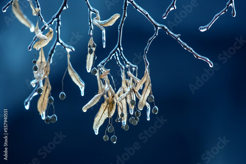 Icicles on the ice branches of a linden tree. season of temperature changes and winter weather in autumn