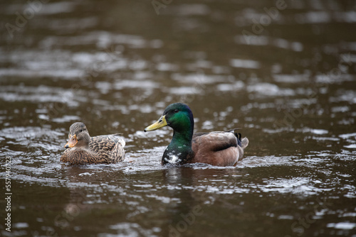 Duck on the water