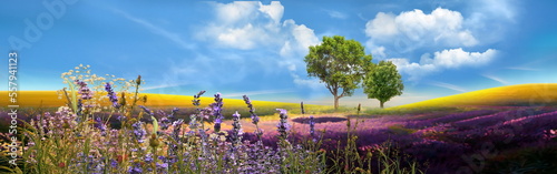 field nature landscape Meadow of wheat trees and wild Lavender flowers on field sunslight blue sky with white clouds summer banner