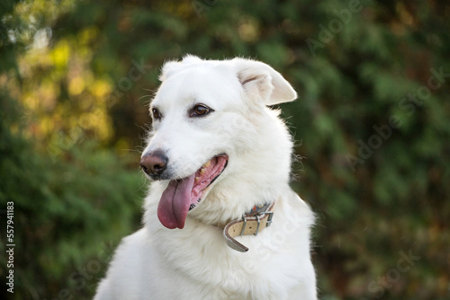 happy white dog