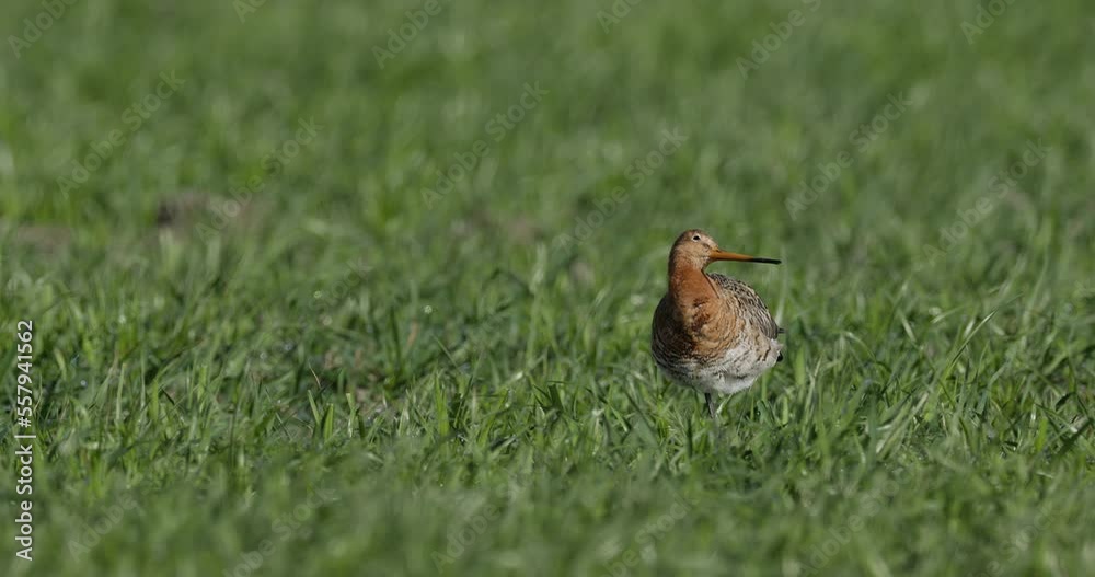 Black-tailed godwit cleaning it's feathers Black-tailed godwit cleaning it's feathers