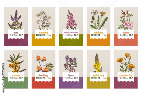 Hand drawn herbal tea banners design templates