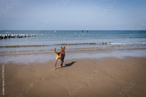 Fototapeta Naklejka Na Ścianę i Meble -  Podenco Hund am Strand der Nordsee