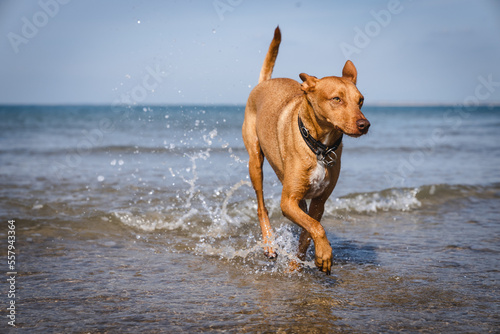 Podenco Hund am Strand der Nordsee © Ines