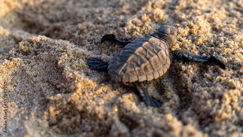 Golfina turtle in a mexican beach. newborn baby green golfina turtle approaching sea for first time after breaking egg. photo